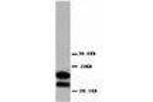 Image no. 1 for anti-Myelin Basic Protein (MBP) (AA 182-197) antibody (ABIN1493394) (MBP 抗体  (AA 182-197))