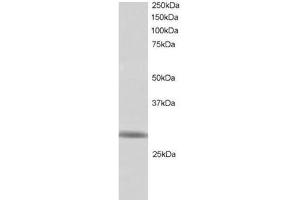 Image no. 1 for anti-Ring Finger Protein 141 (RNF141) (C-Term) antibody (ABIN374327) (RNF141 抗体  (C-Term))