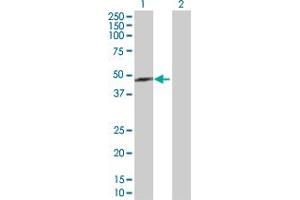 Western Blotting (WB) image for anti-Endoplasmic Reticulum Protein 44 (ERP44) (AA 1-406) antibody (ABIN524951)