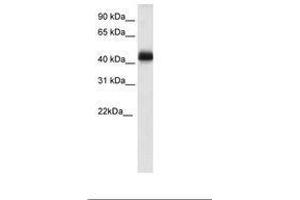 Image no. 1 for anti-NK2 Homeobox 4 (NKX2-4) (C-Term) antibody (ABIN6736074) (NK2 Homeobox 4 抗体  (C-Term))
