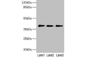 Western blot All lanes: POU5F1 antibody at 2 μg/mL Lane 1: Jurkat whole cell lysate Lane 2: Hela whole cell lysate Lane 3: 293T whole cell lysate Secondary Goat polyclonal to rabbit IgG at 1/10000 dilution Predicted band size: 39, 31 kDa Observed band size: 39 kDa (OCT4 抗体  (AA 1-360))
