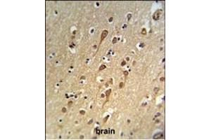 URG4 Antibody (Center) (ABIN653942 and ABIN2843171) IHC analysis in formalin fixed and paraffin embedded brain tissue followed by peroxidase conjugation of the secondary antibody and DAB staining. (URGCP 抗体  (AA 466-495))