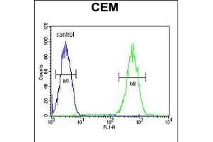Flow cytometric analysis of CEM cells (right histogram) compared to a negative control cell (left histogram). (FADS2 抗体  (AA 96-122))