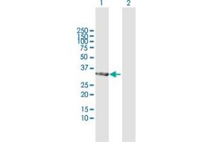 Western Blot analysis of TP53I3 expression in transfected 293T cell line by TP53I3 MaxPab polyclonal antibody. (TP53I3 抗体  (AA 1-332))