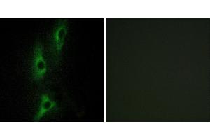Peptide - +Western blot analysis of extracts from HeLa cells, using ADRB2 antibody. (beta 2 Adrenergic Receptor 抗体)