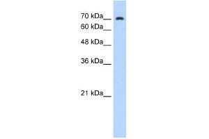 WB Suggested Anti-ZNF441 Antibody Titration:  0. (ZNF441 抗体  (N-Term))