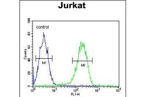 N3 Antibody (C-term) (ABIN651149 and ABIN2840100) flow cytometric analysis of Jurkat cells (right histogram) comred to a negative control cell (left histogram). (PAN3 抗体  (C-Term))