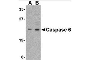 Western Blotting (WB) image for anti-Caspase 6, Apoptosis-Related Cysteine Peptidase (CASP6) (Middle Region) antibody (ABIN1030902) (Caspase 6 抗体  (Middle Region))