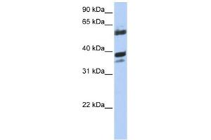 DNAJB1 antibody used at 1 ug/ml to detect target protein. (DNAJB1 抗体)