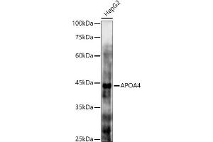 Western blot analysis of extracts of HepG2 cells, using  antibody (ABIN6131047, ABIN6137000, ABIN6137001 and ABIN6225090) at 1:1000 dilution. (APOA4 抗体  (AA 227-396))