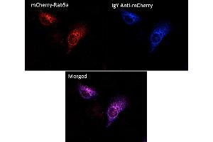 Immunofluorescence (IF) image for Chicken anti-Chicken IgY antibody (DyLight 405) (ABIN7273051) (小鸡 anti-小鸡 IgY Antibody (DyLight 405))