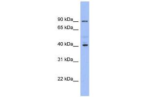 WB Suggested Anti-KCNJ9  Antibody Titration: 0. (KCNJ9 抗体  (Middle Region))