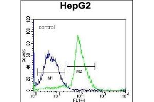 PON2 Antibody (N-term) (ABIN656876 and ABIN2846077) flow cytometric analysis of K562 cells (right histogram) compared to a negative control cell (left histogram). (PON2 抗体  (N-Term))