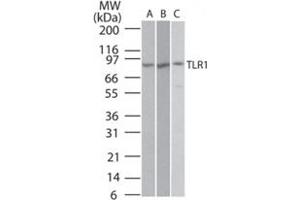 Western blot analysis of TLR1 in Ramos (A), Raw (B), and (C) TLR1 transfected cell lysate using TLR1 polyclonal antibody  at 2 ug/mL . (TLR1 抗体  (AA 400-450))
