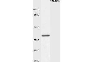 Mouse embryo lysates probed with Anti KLF2 Polyclonal Antibody, Unconjugated  at 1:3000 for 90 min at 37˚C. (KLF2 抗体  (AA 251-355))