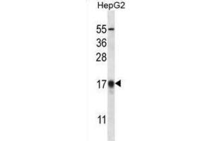 Western Blotting (WB) image for anti-APG8b antibody (ABIN2996776) (APG8b 抗体)