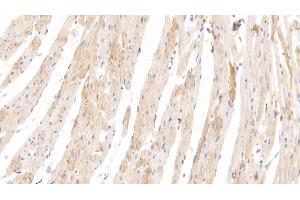 Immunohistochemistry (IHC) image for anti-Histidine-Rich Glycoprotein (HRG) (AA 19-525) antibody (ABIN7427567)