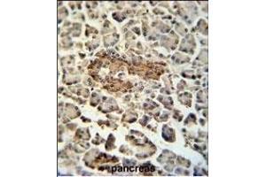 SUMF1 Antibody (C-Term) (ABIN653924 and ABIN2843158) immunohistochemistry analysis in formalin fixed and paraffin embedded human pancreas tissue followed by peroxidase conjugation of the secondary antibody and DAB staining. (SUMF1 抗体  (C-Term))
