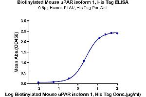 Immobilized Human PLAU, His Tag at 5 μg/mL (100 μL/well) on the plate. (PLAUR Protein (AA 24-298) (His-Avi Tag,Biotin))