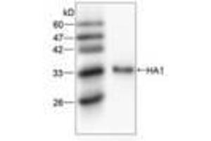 Image no. 1 for anti-Hemagglutinin antibody (Influenza A Virus) (AA 102-341) (ABIN791605) (Hemagglutinin 抗体  (AA 102-341))