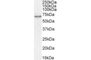 ABIN870680 (1µg/ml) staining of Rat Kidney lysate (35µg protein in RIPA buffer). (SLC5A1 抗体  (Internal Region))