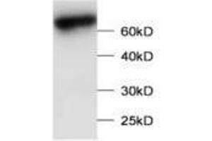 Image no. 1 for anti-Leucine Zipper Transcription Factor-Like 1 (LZTFL1) antibody (ABIN791476) (LZTFL1 抗体)