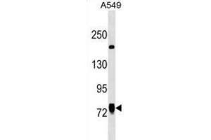 Western Blotting (WB) image for anti-Lines Homolog (Drosophila) (LINS) antibody (ABIN3000007) (LINS 抗体)