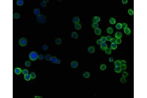 Immunofluorescence staining of K562 cells with ABIN7140147 at 1:50, counter-stained with DAPI. (SKOR2 抗体  (AA 19-36))