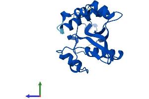 AlphaFold protein structure predicition of Human Recombinant SAT1 Protein, UniprotID P21673
