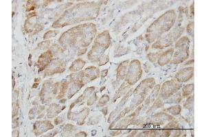 Immunoperoxidase of monoclonal antibody to RAPGEF6 on formalin-fixed paraffin-embedded human pancreas. (RAPGEF6 抗体  (AA 1012-1110))