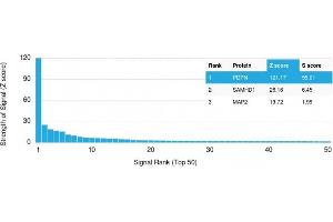 Analysis of Protein Array containing more than 19,000 full-length human proteins using Podoplanin-Monospecific Mouse Monoclonal Antibody (PDPN/1433) Z- and S- Score: The Z-score represents the strength of a signal that a monoclonal antibody (Monoclonal Antibody) (in combination with a fluorescently-tagged anti-IgG secondary antibody) produces when binding to a particular protein on the HuProtTM array. (Podoplanin 抗体  (AA 24-126))