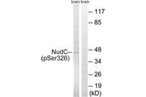 Western blot analysis of extracts from rat brain, using NudC (Phospho-Ser326) Antibody. (NUDC 抗体  (pSer326))