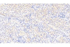 Detection of RGC32 in Human Kidney Tissue using Polyclonal Antibody to Response Gene To Complement 32 (RGC32) (RGC32 抗体  (AA 1-137))