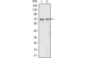 Western blot analysis using FMR1 mouse mAb against Jurkat (1) and K562 (2) cell lysate.