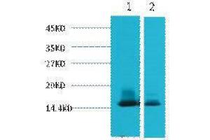 Western Blotting (WB) image for anti-Lactalbumin, alpha- (LALBA) antibody (ABIN3181154) (LALBA 抗体)