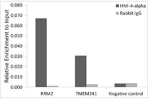 anti-Hepatocyte Nuclear Factor 4, alpha (HNF4A) antibody