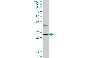 Western Blotting (WB) image for anti-Glutathione S-Transferase pi 1 (GSTP1) (AA 1-210) antibody (ABIN516240)