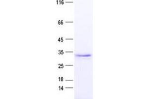 Validation with Western Blot (OCT4 Protein (His tag))