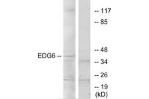 Western blot analysis of extracts from K562 cells, using EDG6 Antibody. (S1PR4 抗体  (AA 326-375))