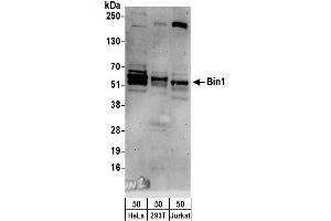 Western Blotting (WB) image for anti-Bridging Integrator 1 (BIN1) (AA 543-593) antibody (ABIN7454858)