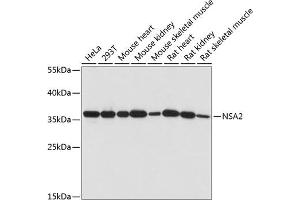 Western blot analysis of extracts of various cell lines, using NS antibody (ABIN7268964) at 1:1000 dilution. (NSA2 抗体  (AA 1-260))