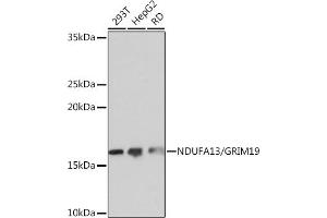 Western blot analysis of extracts of various cell lines, using NDUF/NDUF/GRIM19 Rabbit mAb (ABIN7268800) at 1:1000 dilution. (NDUFA13 抗体)
