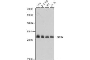 Western blot analysis of extracts of various cell lines using REXO2 Polyclonal Antibody at dilution of 1:1000. (REXO2 抗体)