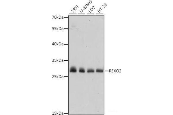REXO2 Antikörper