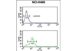 GDHS Antibody (Center) 8610c flow cytometric analysis of NCI- cells (bottom histogram) compared to a negative control cell (top histogram). (GAPDHS 抗体  (AA 104-134))