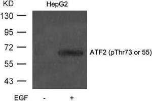 Western blot analysis of extracts from HepG2 cells untreated or treated with EGF using ATF2(Phospho-Thr71 or 53) Antibody. (ATF2 抗体  (pThr73))