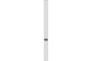 Anti-Myc epitope tag polyclonal antibody detects Myc-tagged recombinant proteins by western blot. (Myc Tag 抗体  (Biotin))
