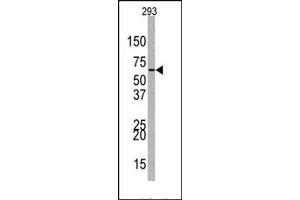 Image no. 1 for anti-Enhancer of Zeste Homolog 1 (EZH1) (Middle Region) antibody (ABIN357745) (EZH1 抗体  (Middle Region))