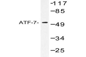Image no. 1 for anti-Activating Transcription Factor 7 (ATF7) antibody (ABIN272174) (ATF7 抗体)