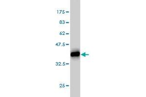 Western Blot detection against Immunogen (35. (PCYT1A 抗体  (AA 2-90))